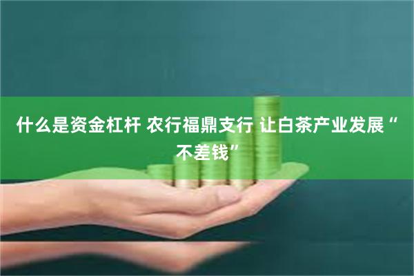 什么是资金杠杆 农行福鼎支行 让白茶产业发展“不差钱”